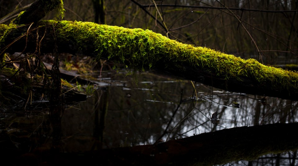ELk Lake walk with Blue January 19, 2016 ©KevinLightPhoto _31Q4854.CR2
